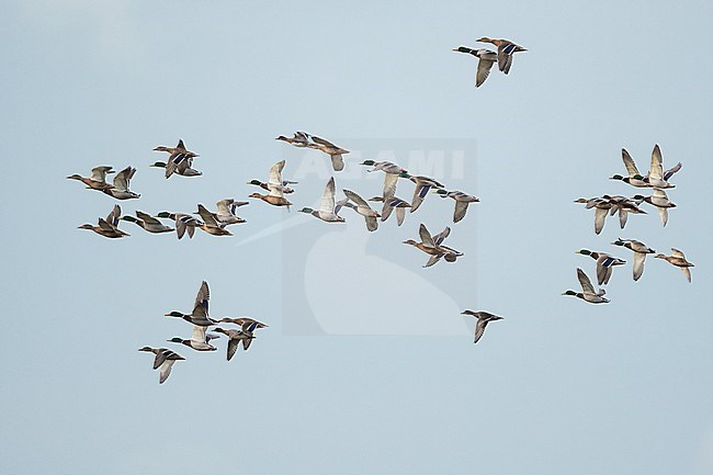 Mallard, Anas platyrhynchos platyrhynchos, in Germany (Niedersachsen). Flock in flight. stock-image by Agami/Ralph Martin,