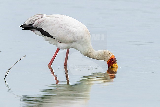 Yellow-billed Stork (Mycteria ibis), adult looking for food in the water, Mpumalanga, South Africa stock-image by Agami/Saverio Gatto,
