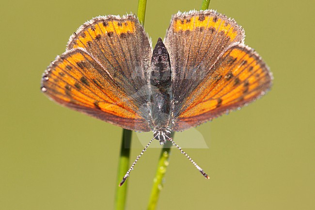 Rode Vuurvlinder in de vegetatie, Purple-edged Copper in the vegetation stock-image by Agami/Theo Douma,