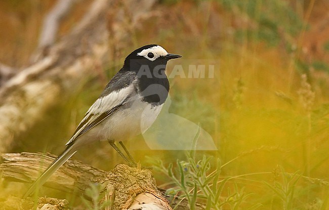 Masked Wagtail (Motacilla alba personata) is somethimes regarded as a full species. It breeds in Central Asia and winters in south Asia. stock-image by Agami/Eduard Sangster,