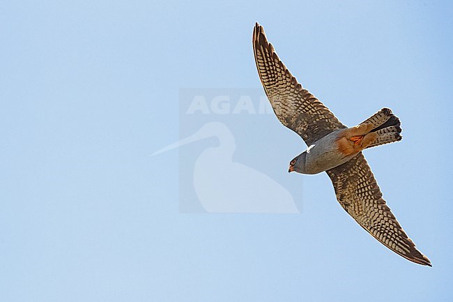 A second calendar year male Red-footed Falcon (Falco vespertinus) in flight. Red-footed Falcons are regulary found in Germany on their migration at the end of May and beginning of June. Second year birds often stay for weeks. stock-image by Agami/Mathias Putze,