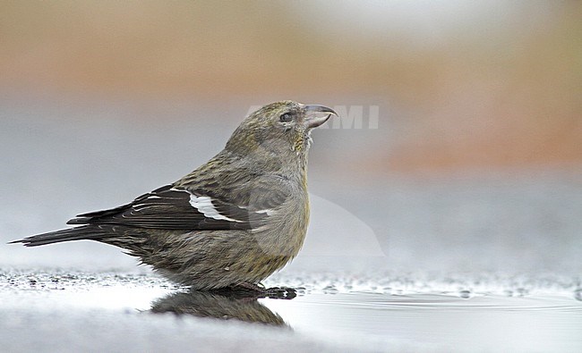 White-winged Crossbill (Loxia leucoptera leucoptera) at Salisbury Beach State Reservation in Essex, Massachusetts, United States. stock-image by Agami/Ian Davies,