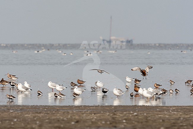 Grote groepen vogels in Westhoek; Bird flocks at Westhoek stock-image by Agami/Marc Guyt,