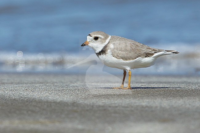 Adult Piping Plover (Charadrius melodus) in breeding plumage. 
Galveston Co., Texas, USA. stock-image by Agami/Brian E Small,
