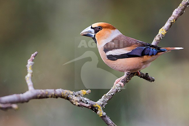 Hawfinch - Kernbeisser - Coccothraustes coccothraustes, Germany stock-image by Agami/Ralph Martin,