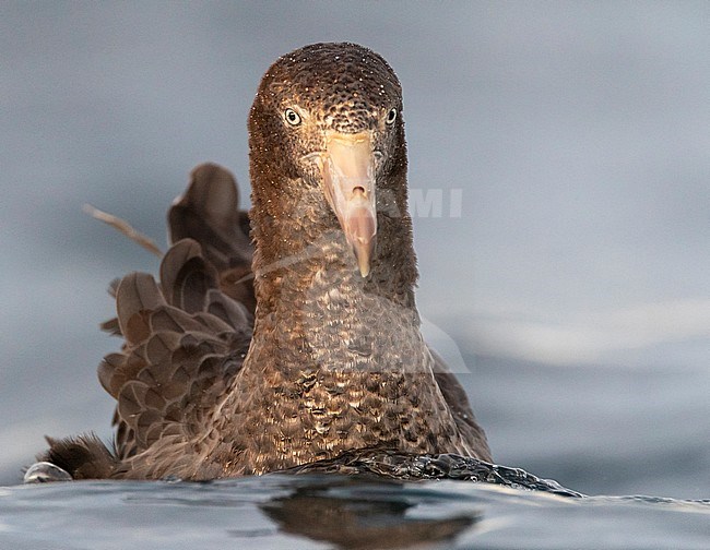 Northern Giant Petrel (Macronectes halli) swimming at sea off Kaikoura, New Zealand. Swimming towards the fishing boat. stock-image by Agami/Marc Guyt,
