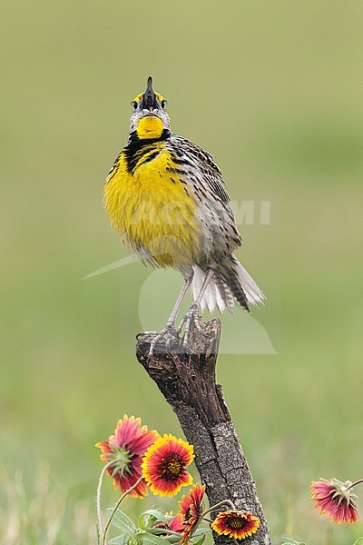 Adult breeding
Galveston Co., TX
April 2013 stock-image by Agami/Brian E Small,