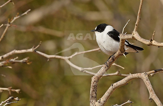  stock-image by Agami/Eduard Sangster,