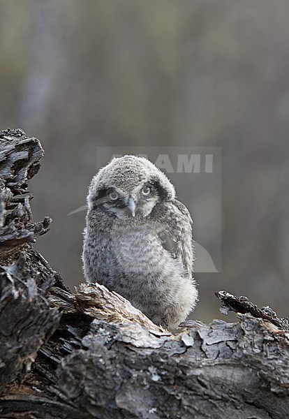 Northern Hawk-Owl (Surnia ulula) chick at Dividalen, Troms, in Norway. stock-image by Agami/Helge Sorensen,