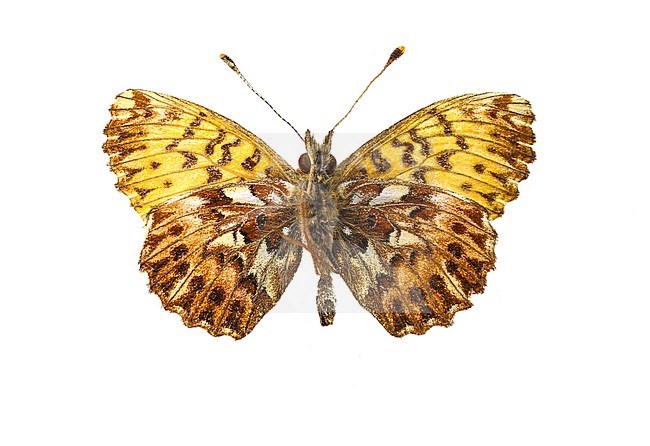 Male, Titania's Fritillary stock-image by Agami/Wil Leurs,