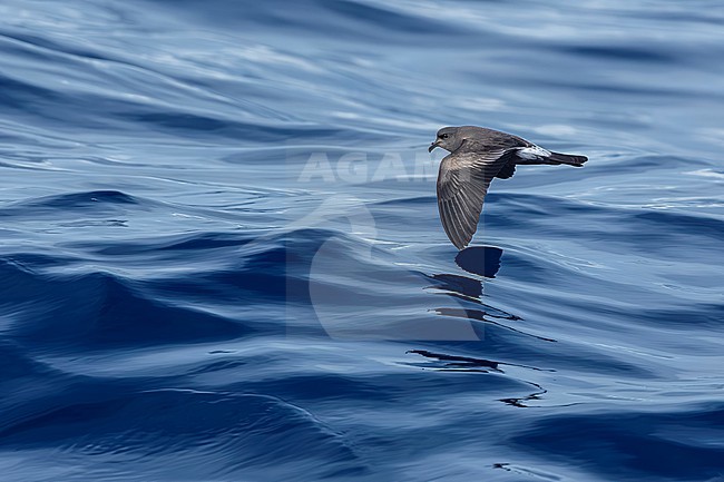 Leach´s Storm Petrel (Oceanodroma leucorhoa) flying at sea off Corvo, Azores, Portugal. stock-image by Agami/Vincent Legrand,