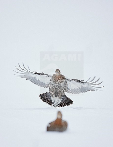 Black Grouse (Lyrurus tetrix) in snow covered taiga forest near Suomussalmi in Finland during a cold winter. stock-image by Agami/Markus Varesvuo,