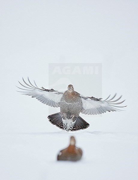 Black Grouse (Lyrurus tetrix) in snow covered taiga forest near Suomussalmi in Finland during a cold winter. stock-image by Agami/Markus Varesvuo,