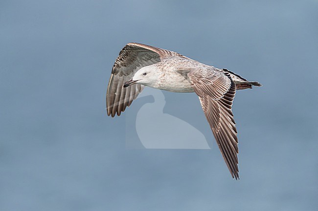 Immature Caspian Gull (Larus cachinnans) at the North sea off Scheveningen, Netherlands. stock-image by Agami/Marc Guyt,