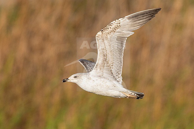 Yellow-legged Gull (Larus michahellis), side view of a juvenile in flight, Campania, Italy stock-image by Agami/Saverio Gatto,