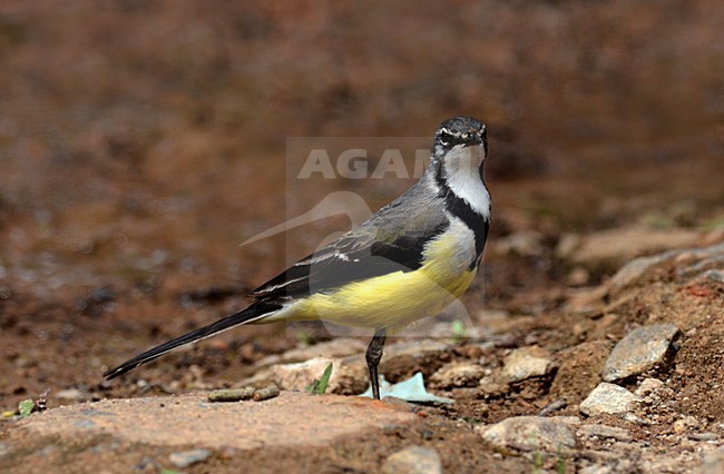 Madagaskarkwikstaart, Madagascar Wagtail stock-image by Agami/Laurens Steijn,