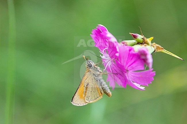 Small Skipper, Thymelicus sylvestris stock-image by Agami/Wil Leurs,