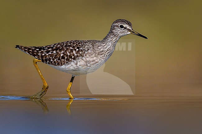 Wood Sandpiper (Tringa glareola) in Italy. stock-image by Agami/Daniele Occhiato,