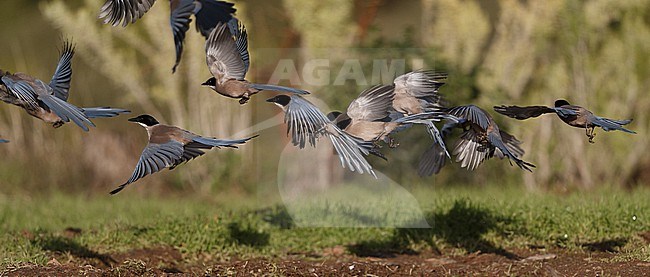 Iberian Magpie (Cyanopica cooki) flock taking off at Sierra Morena, Andalusia, Spain stock-image by Agami/Helge Sorensen,