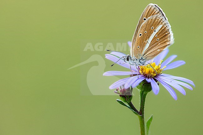 Damon Blue on a blooming European Michaelmas daisy. stock-image by Agami/Wil Leurs,