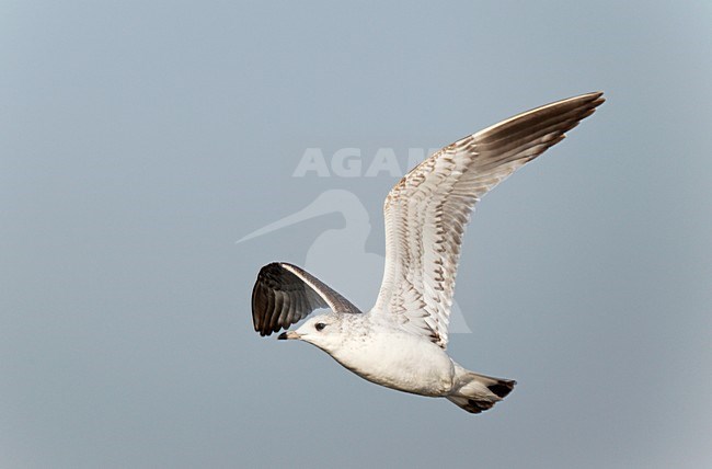Vliegende trekkende juveniele eerstewinter Stormmeeuw. Flying, migrating juvenile firstwinter Mew Gull stock-image by Agami/Ran Schols,