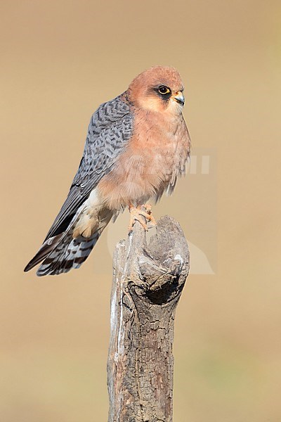 Red-footed Falcon (Falco vespertinus), adult female perched on a dead branch stock-image by Agami/Saverio Gatto,