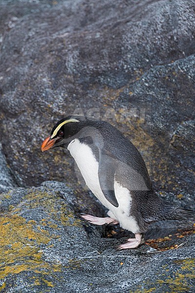 Fiordland Penguin (Eudyptes pachyrynchus) walking on a rockface in the Milford Sound on South Island, New Zealand. This species nests in colonies among tree roots and rocks in dense temperate coastal forest. stock-image by Agami/Marc Guyt,