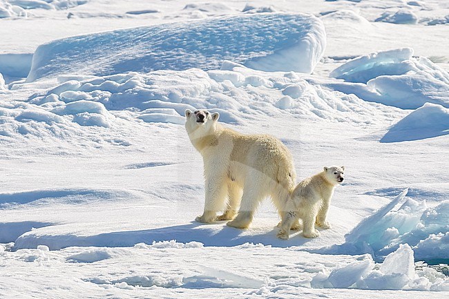 Mother and cub Polar Bear observed from the lower deck of the Polarstern - AWI Expedition in Haussgarden, Greenland sea. stock-image by Agami/Vincent Legrand,