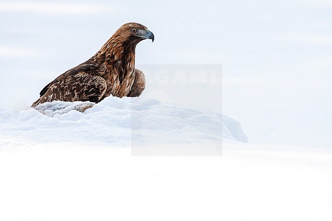 Golden Eagle (Aquila chrysaetos) in a taiga forest around Kuusamo in Finland during a cold winter. Half hidden behind a snow drift. stock-image by Agami/Marc Guyt,