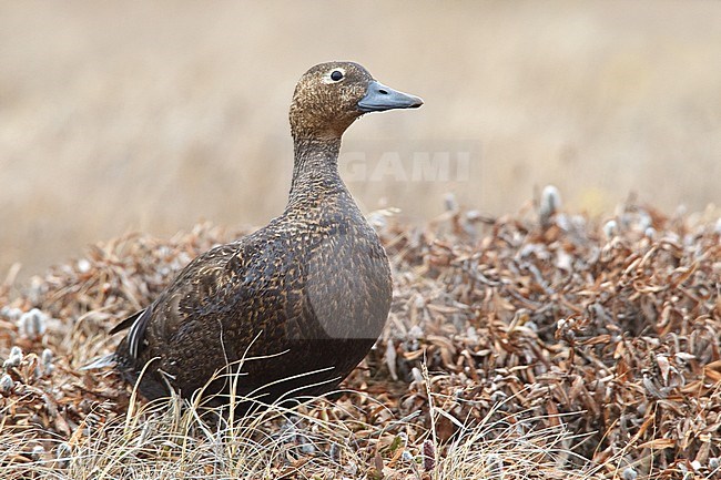 Adult female 
Barrow, AK 
June 2010 stock-image by Agami/Brian E Small,