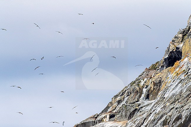 Chatham Albatross (Thalassarche eremita) flying around the colony on the Pyramid, Chatham Islands, New Zealand. stock-image by Agami/Marc Guyt,