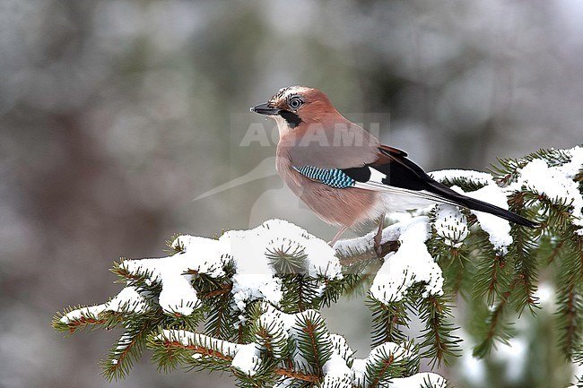Eurasian Jay (Garrulus glandarius), side view of an adult bird perched on a snowy spruce branch in Finland stock-image by Agami/Kari Eischer,