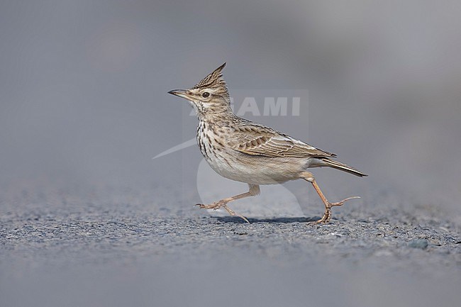 Adult Crested Lark (Galerida cristata) running on road in Bilesuvar in Azerbaijan. stock-image by Agami/Vincent Legrand,