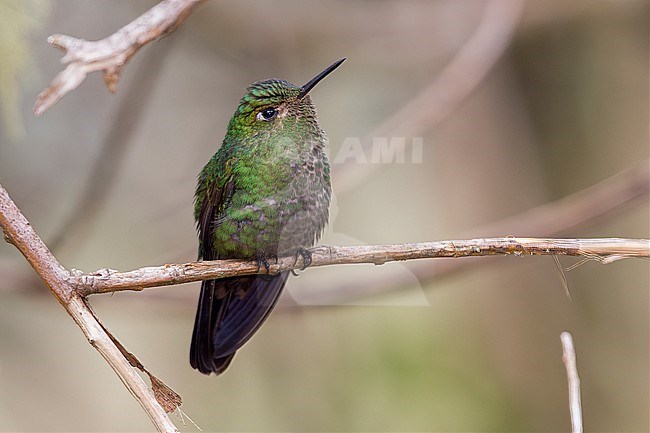 A female Viridian Metaltail (Metallura williami williami) at PNN Los Nevados, Colombia. stock-image by Agami/Tom Friedel,