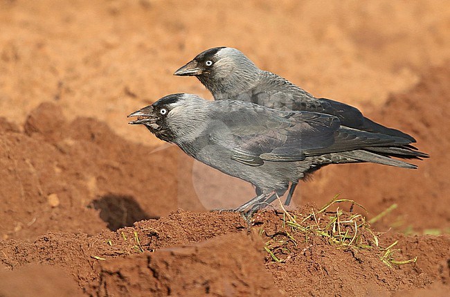 Eurasian Jackdaw (Coloeus monedula), Two adult Eurasian Jackdaws looking for food in a freshly plowed field. stock-image by Agami/Fred Visscher,