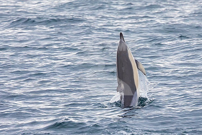 Common dolphin (Delphinus delphis) standing upright, against the sea as background, in Brittany, France. stock-image by Agami/Sylvain Reyt,