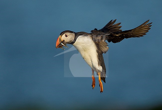 Paartje Papegaaiduikers op de broedplaats; Pair of Atlantic Puffins on breeding ground stock-image by Agami/Danny Green,