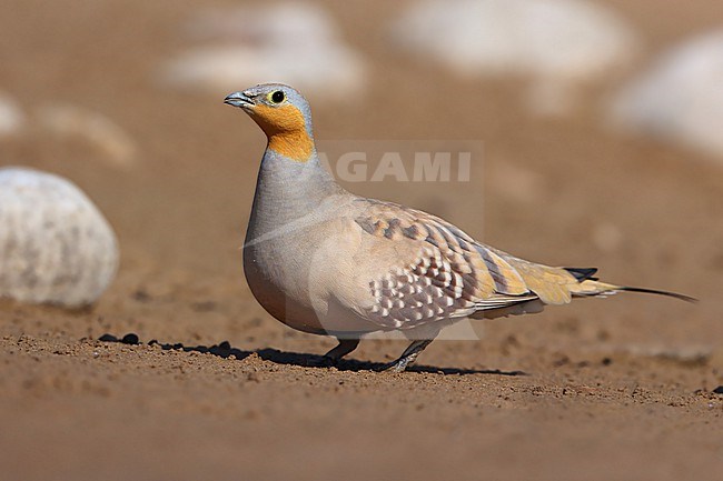 Spotted Sandgrouse (Pterocles senegallus) male taken at  Salalah - Oman stock-image by Agami/Aurélien Audevard,