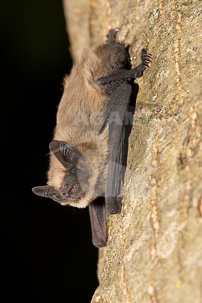 Common pipistrelle is sitting on a tree stock-image by Agami/Theo Douma,