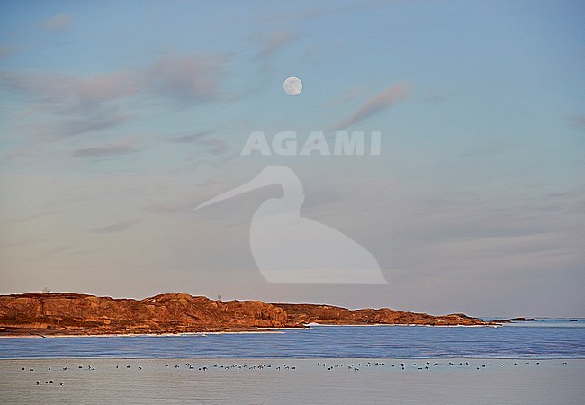 Flock of Tufted Ducks (Aythya fuligula) during early spring swimming offshore Utö in Parainen, Finland. stock-image by Agami/Markus Varesvuo,