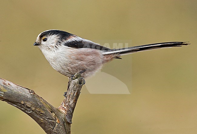 Long-tailed Tit (Aegithalos caudatus) in northern Italy stock-image by Agami/Alain Ghignone,