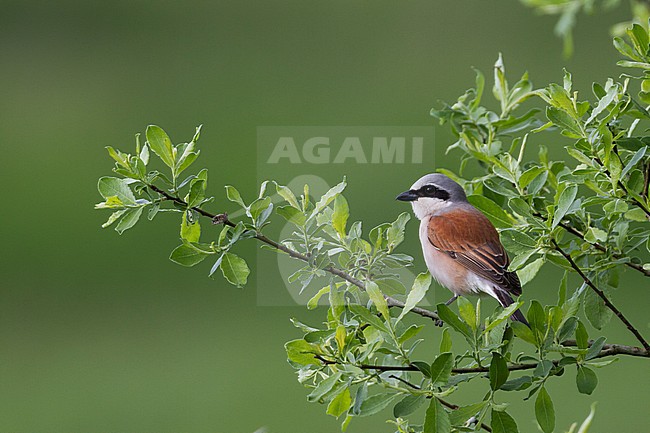 Red-backed Shrike - Neuntöter - Lanius collurio, Germany, adult male stock-image by Agami/Ralph Martin,