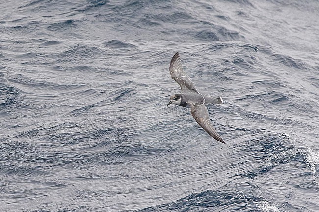 Blue petrel (Halobaena caerulea) off South Georgia. stock-image by Agami/Pete Morris,