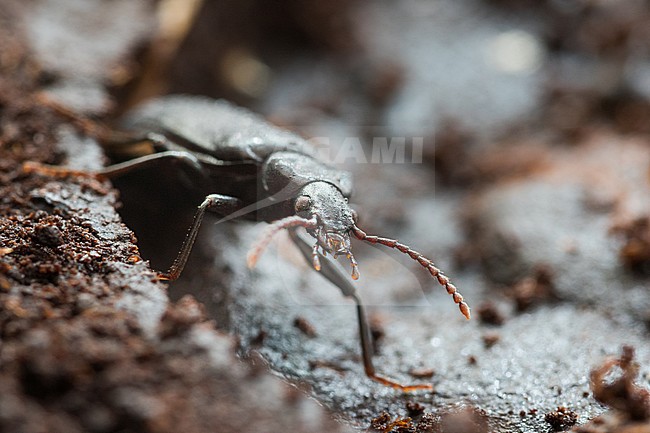 Pytho kolwensis, Finnland, imago stock-image by Agami/Ralph Martin,