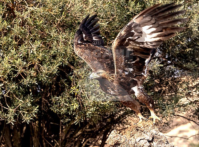 First winter Golden Eagle (Aquila chrysaetos) in flight stock-image by Agami/Roy de Haas,