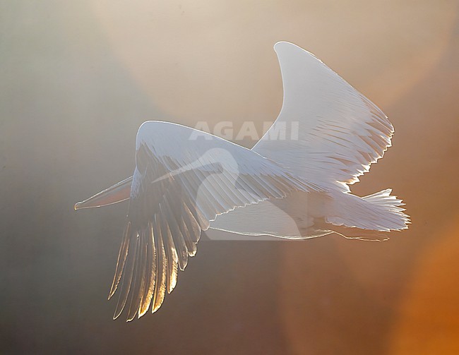 Dalmatian Pelican (Pelecanus crispus) at Lake Kerkini, Greece stock-image by Agami/Marc Guyt,