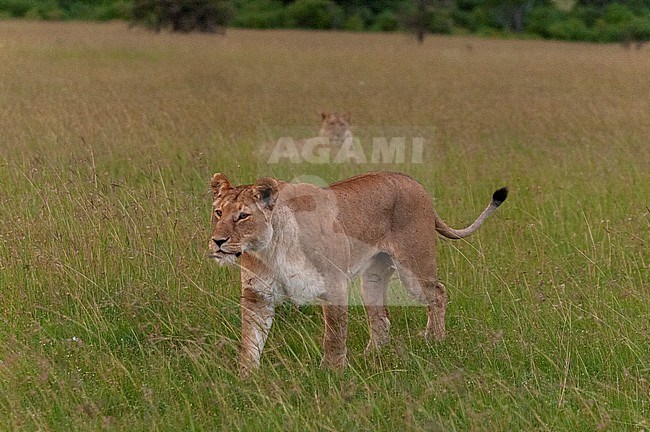 A lioness, Panthera leo, walking through tall grass as another rests. Masai Mara National Reserve, Kenya. stock-image by Agami/Sergio Pitamitz,