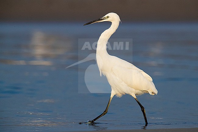 Little Egret (Egretta garzetta), side view of an individual waking in the shallow water in Campania (Italy) stock-image by Agami/Saverio Gatto,