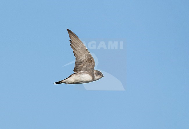 Sand Martin (Riparia riparia) on migration flying against blue sky, in sideview, showing underwing stock-image by Agami/Ran Schols,