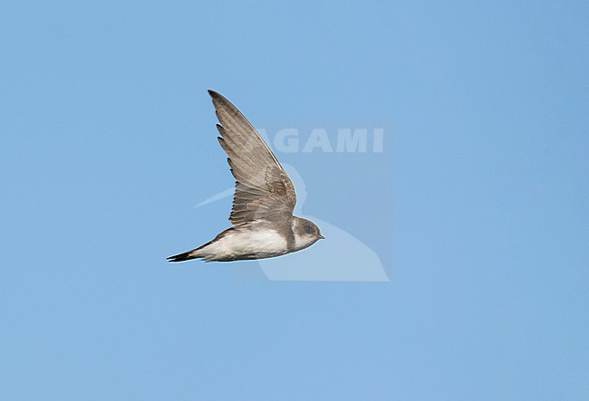 Sand Martin (Riparia riparia) on migration flying against blue sky, in sideview, showing underwing stock-image by Agami/Ran Schols,